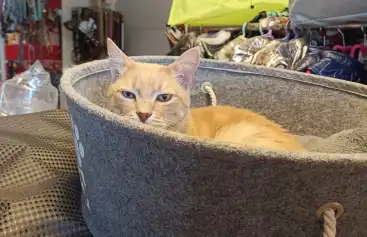 Fethiye'de Evcil Hayvan Dostu Villalar: Tüylü Arkadaşlarınızı Getirin