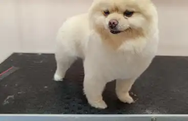 Evcil Hayvanlarla Seyahat: Çalış' ta Evcil Hayvan Dostu Villalar