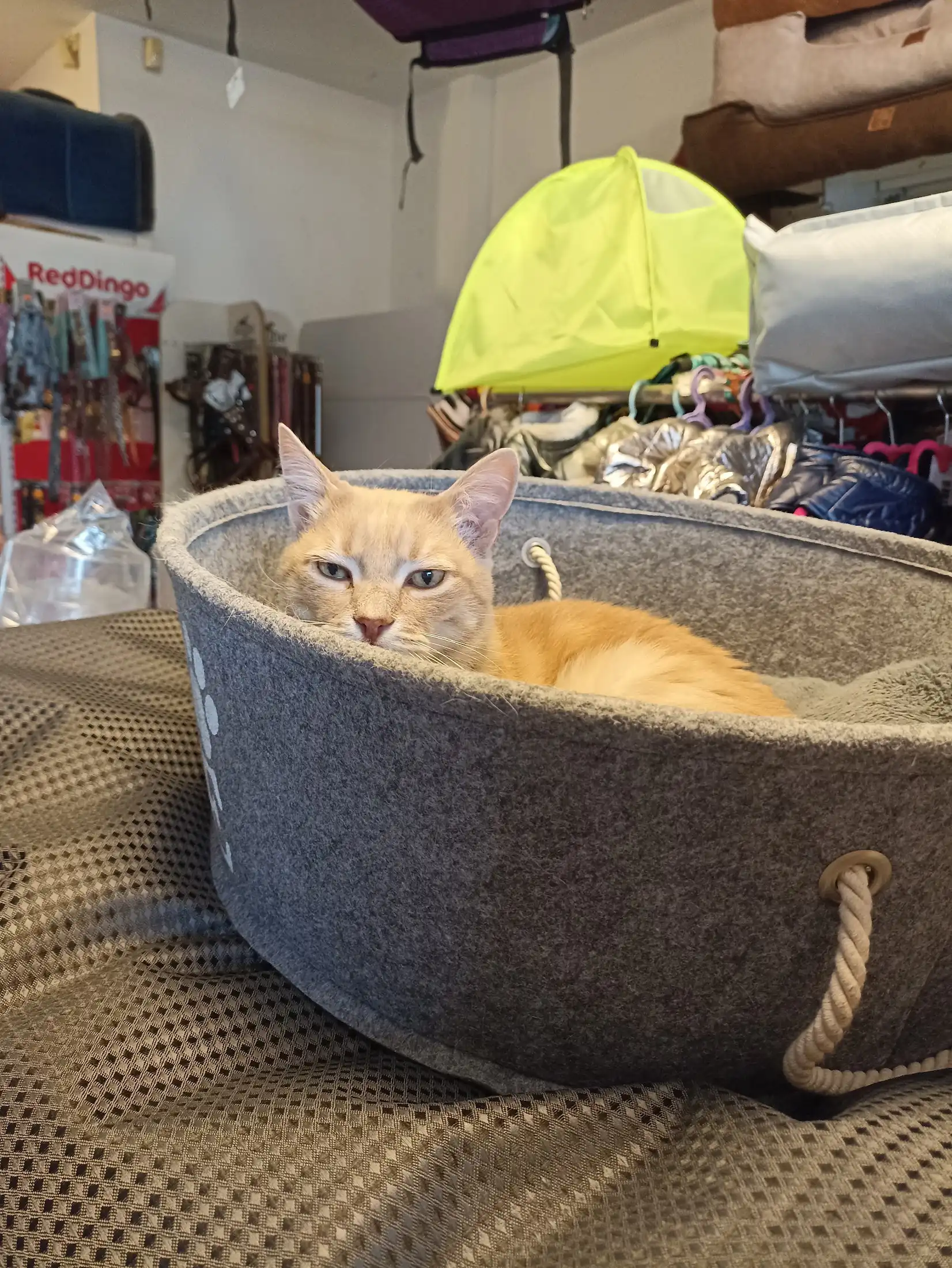 Fethiye'de Evcil Hayvan Dostu Villalar: Tüylü Arkadaşlarınızı Getirin